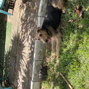 Lost 1 Rambo (Texas)