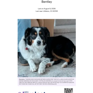 Image of Bentley, Lost Dog