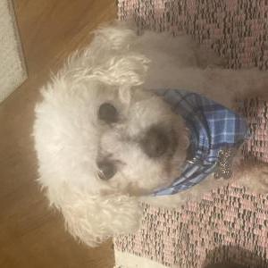 Image of Tucker, Lost Dog