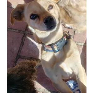 Image of LUNA, Lost Dog