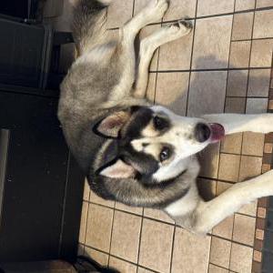 Image of Unknown, Found Dog