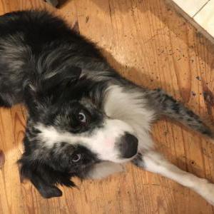 Image of Gator, Lost Dog