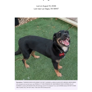 Image of Django, Lost Dog