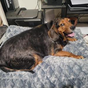 Image of bronze, Lost Dog
