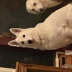 Image of Eko, Lost Dog