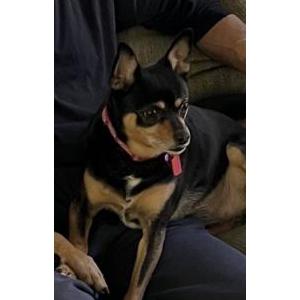 Image of Stella, Lost Dog