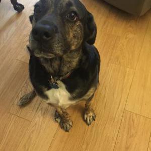Lost Dog Riley Marie