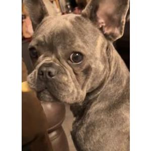 Lost 1 Trixie (Texas)