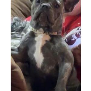 2nd Image of Trixie, Lost Dog