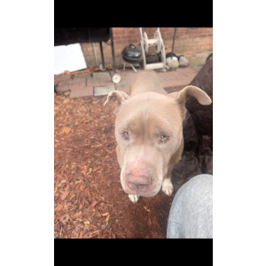 Image of Tyson, Lost Dog