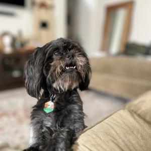 Image of Phoebe, Lost Dog