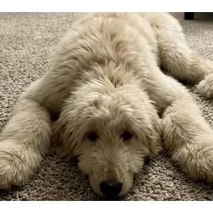 Image of Shaggy, Lost Dog