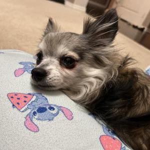 Image of Bear Bear, Lost Dog