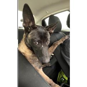 Image of Luna, Lost Dog