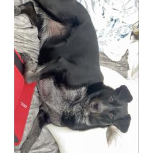 Image of Zen, Lost Dog