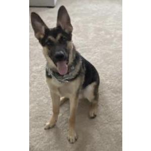 Image of Diesel, Lost Dog