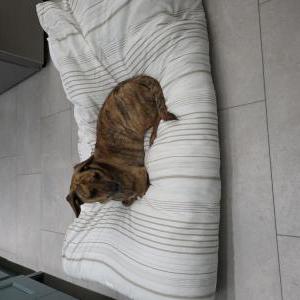 Image of CLyde, Lost Dog