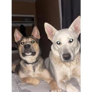 Image of Rhea, Lost Dog