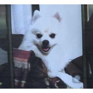 Image of Salt/ Pepper, Lost Dog