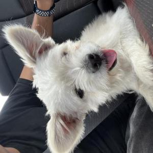 Image of unknown, Found Dog