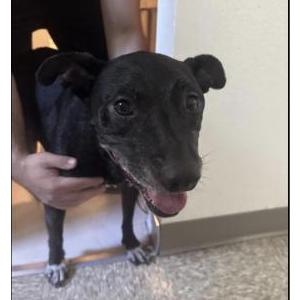 Image of Unknown, Found Dog