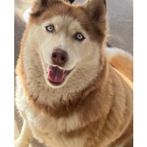 Image of Bella, Lost Dog
