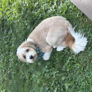 Image of Otto, Lost Dog