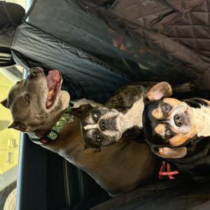 Image of Congo, Lost Dog