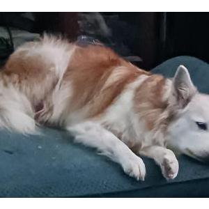 Lost 1 Sasha (Texas)