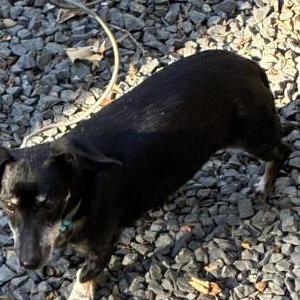 Image of Licorice, Lost Dog