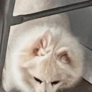 Lost 1 Salt/pepper (California)