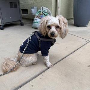 Image of unknown, Found Dog