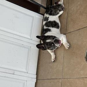 Image of Unknown, Found Dog