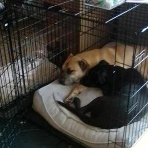 2nd Image of Tuco, Lost Dog