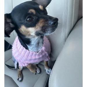 Image of Nina, Lost Dog