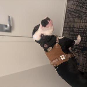 Image of Noir, Lost Dog