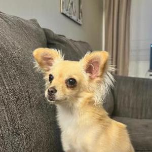 Image of Gigi, Lost Dog