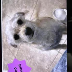 Image of Caramelo, Lost Dog