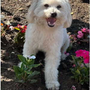 Image of peluche, Lost Dog