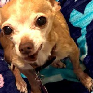 Image of Angel Baby, Lost Dog