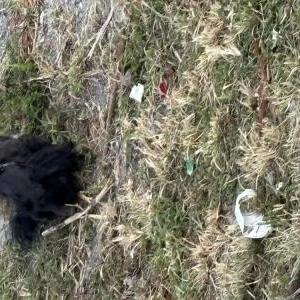 Image of Lucky, Lost Dog