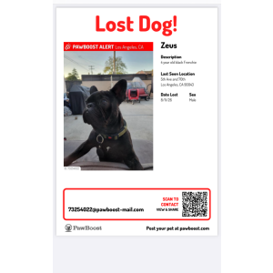 Image of Zeus, Lost Dog