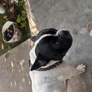 Image of Gilbert, Lost Dog