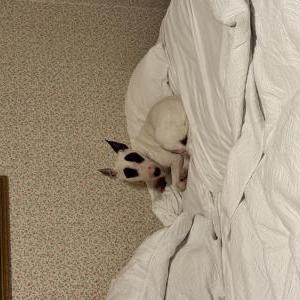 Image of Belle, Lost Dog