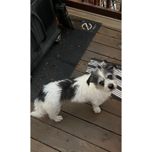 Image of Tucker, Lost Dog