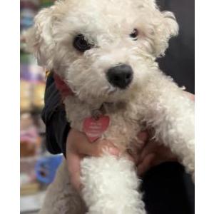 Image of Chiquis, Lost Dog