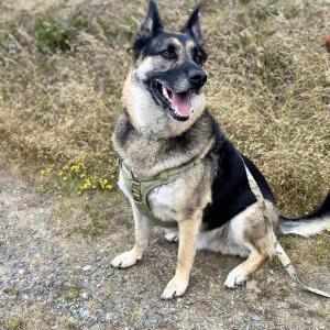 Lost 1 Zuko (California)