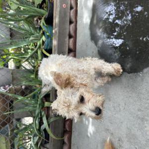 Image of Unknown, Lost Dog