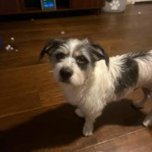 Image of Tucker, Lost Dog