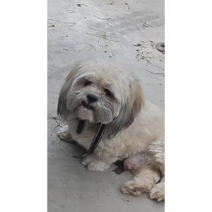 Lost 1 Komochi (NV)